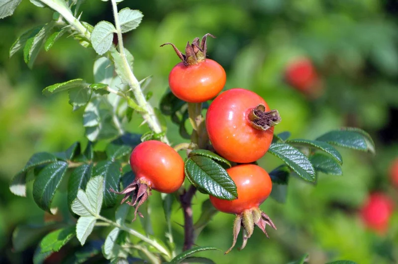 Rosa rugosa C5 (5 liters kruka) 50-60 cm