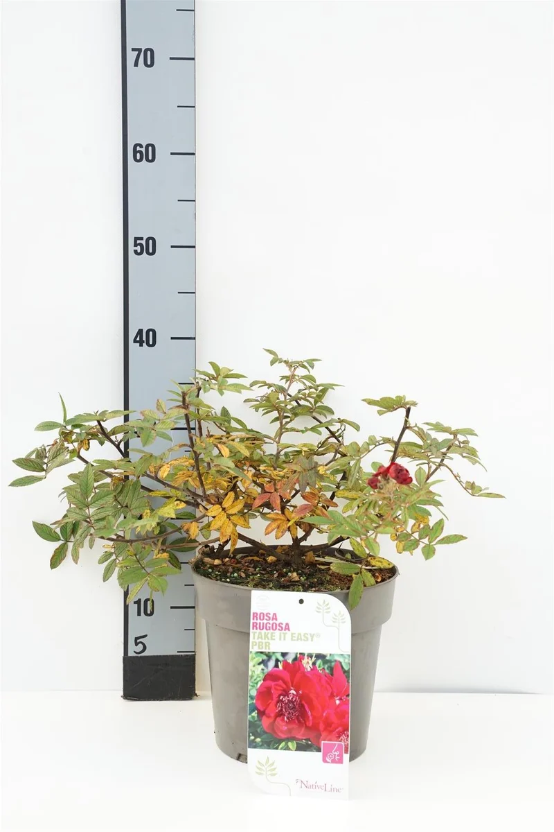 Rosa rugosa 'Take it Easy'® C2 (2 liters kruka)