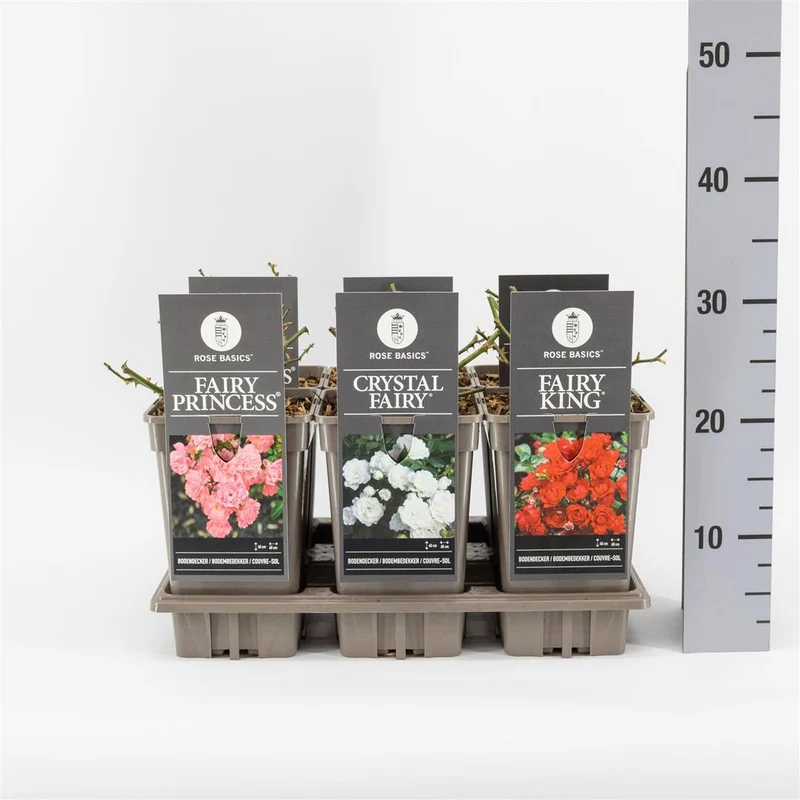 Rosa 'Mix Groundcovering Fairy' C3 (3 liters kruka)
