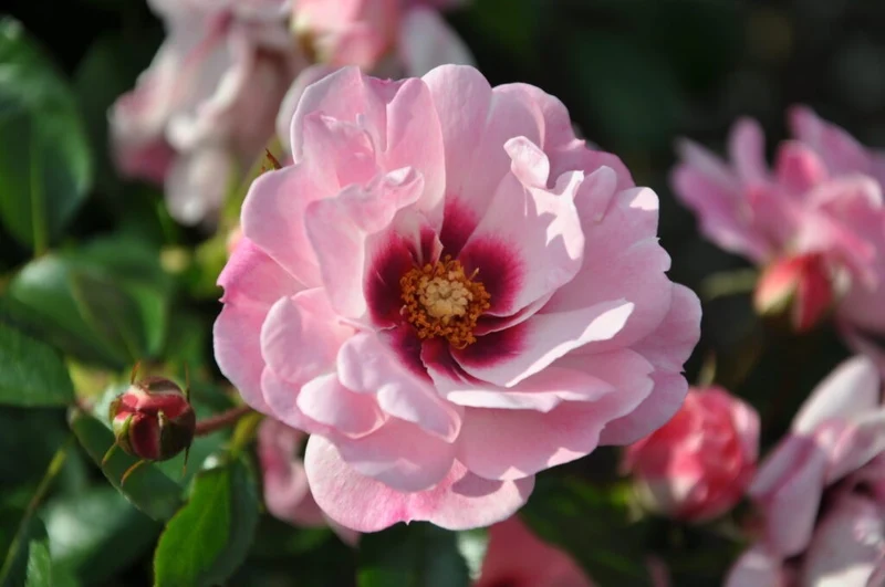 Rosa (P) 'Bright Eyes' 50 cm stam C5 (5 liters kruka)