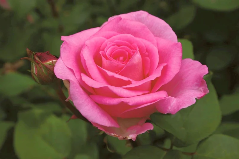 Rosa (T) 'Beverly' C5 (5 liters kruka) 30-50 cm