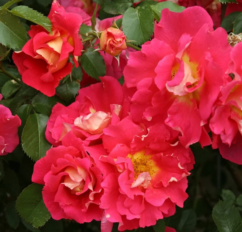 Rosa 'Bajazzo' C3 (3 liters kruka)