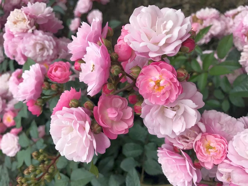 Rosa (T) 'Anna's Pink Rambler' C7,5 (7,5 liters kruka / 26 cm kruka)
