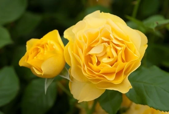 Rosa 'Absolutely Fabulous' 90 cm stam C7,5 (7,5 liters kruka)