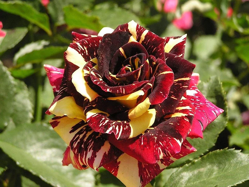 Rosa 'Abracadabra' C5 (5 liters kruka) / 23 cm kruka