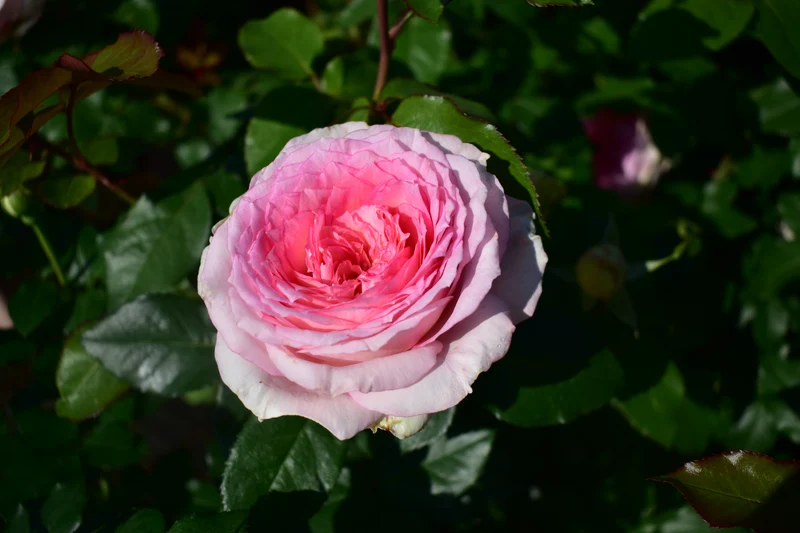 Rosa (T) 'Meine Rose'® C5 (5 liters kruka) / 23 cm kruka