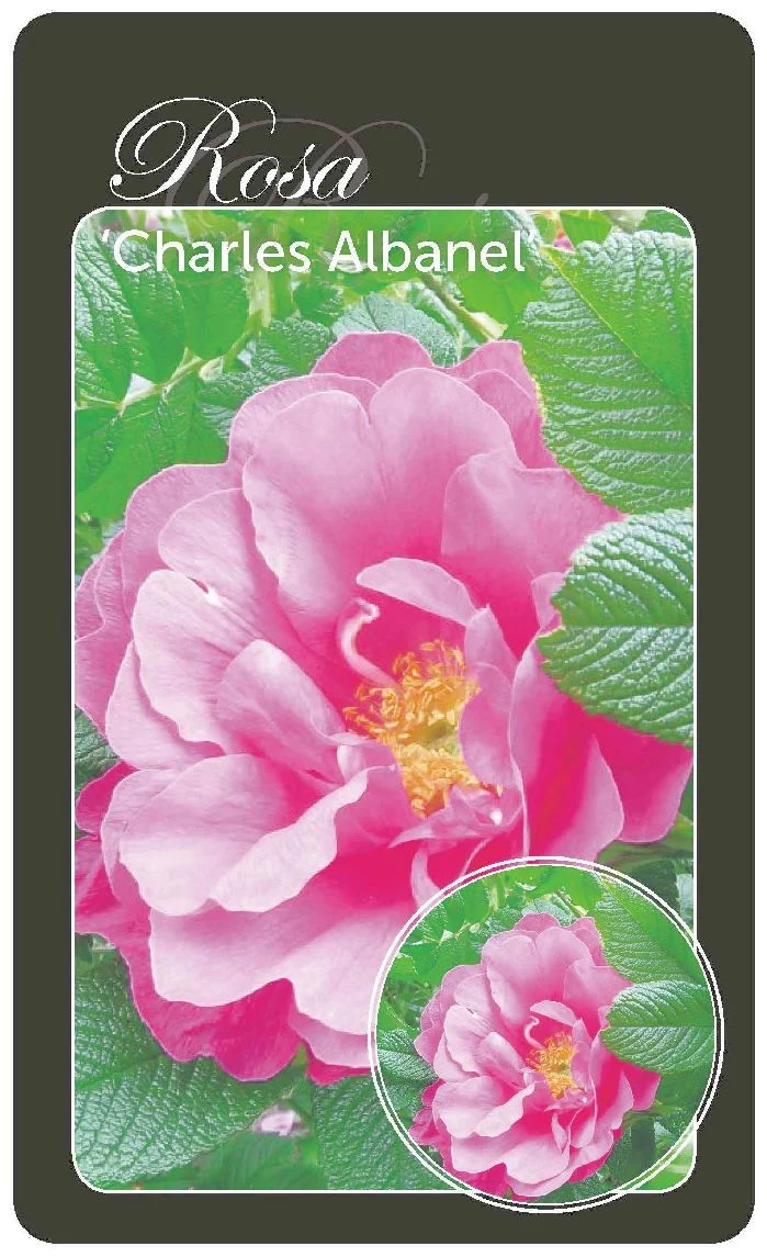 Rosa (R) 'Charles Albanel' - A-kvalitet, egenrotad barrot