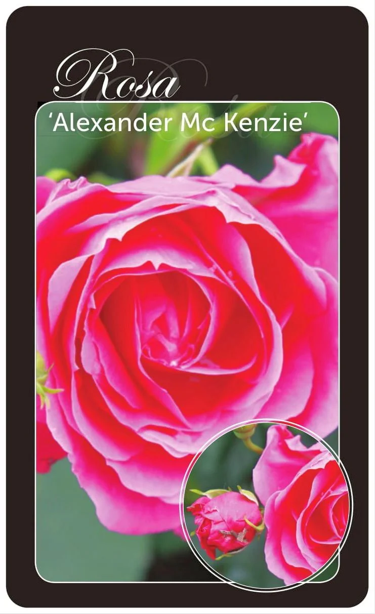 Rosa (H) 'Alexander Mc Kenzie' - Barrot (A-kvalitet)