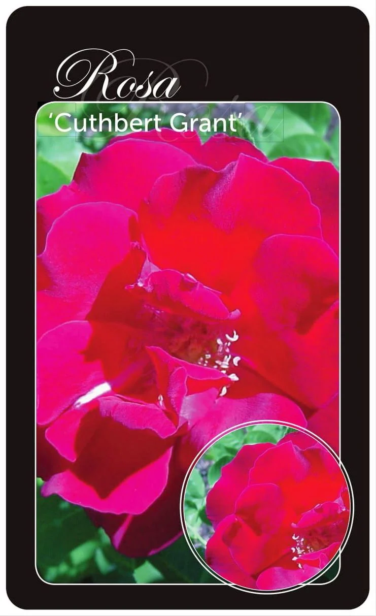 Rosa (H) 'Cuthbert Grant' - Barrot A-kvalitet