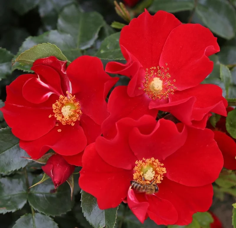 Rosa (H) 'Alexander von Humboldt' C1,5 (1,5 liters kruka)