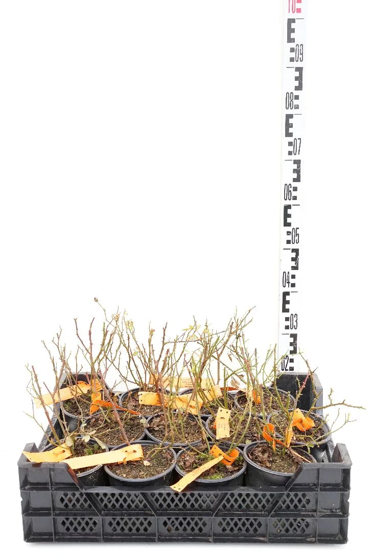 Rosa (H) 'Amstelveen' C1,5 (1,5 liters kruka)