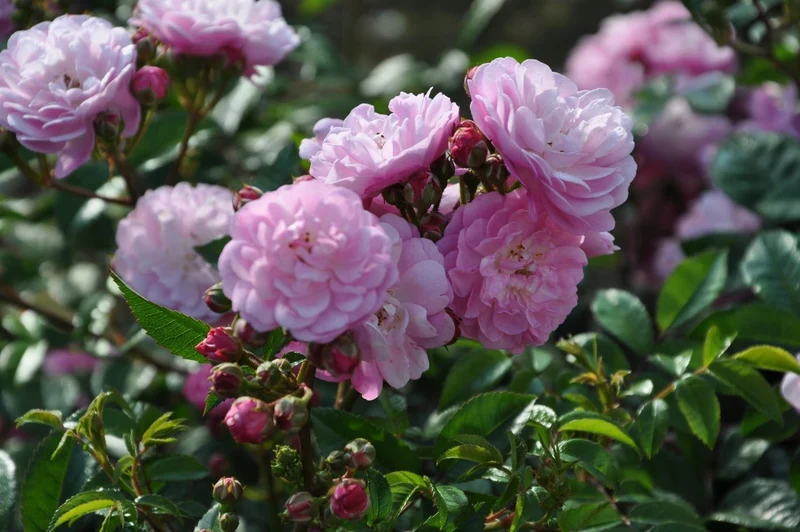 Rosa (T) 'Anna's Pink Rambler' - 110 cm stam, C7,5 (7,5 liters kruka)