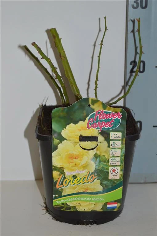 Rosa 'Flower Carpet Loredo'® C2 (2 liters kruka)