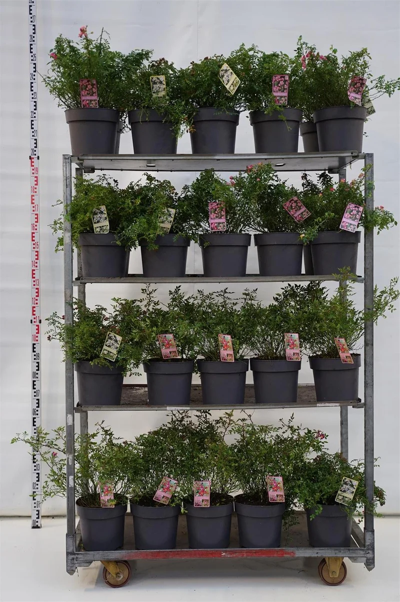 Rosa 'Ceci n'est Pas Une Rose'® C7 (7 liters kruka)