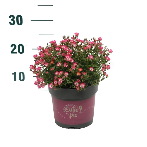 Rosa 'Cutie Pie'® 6-pack