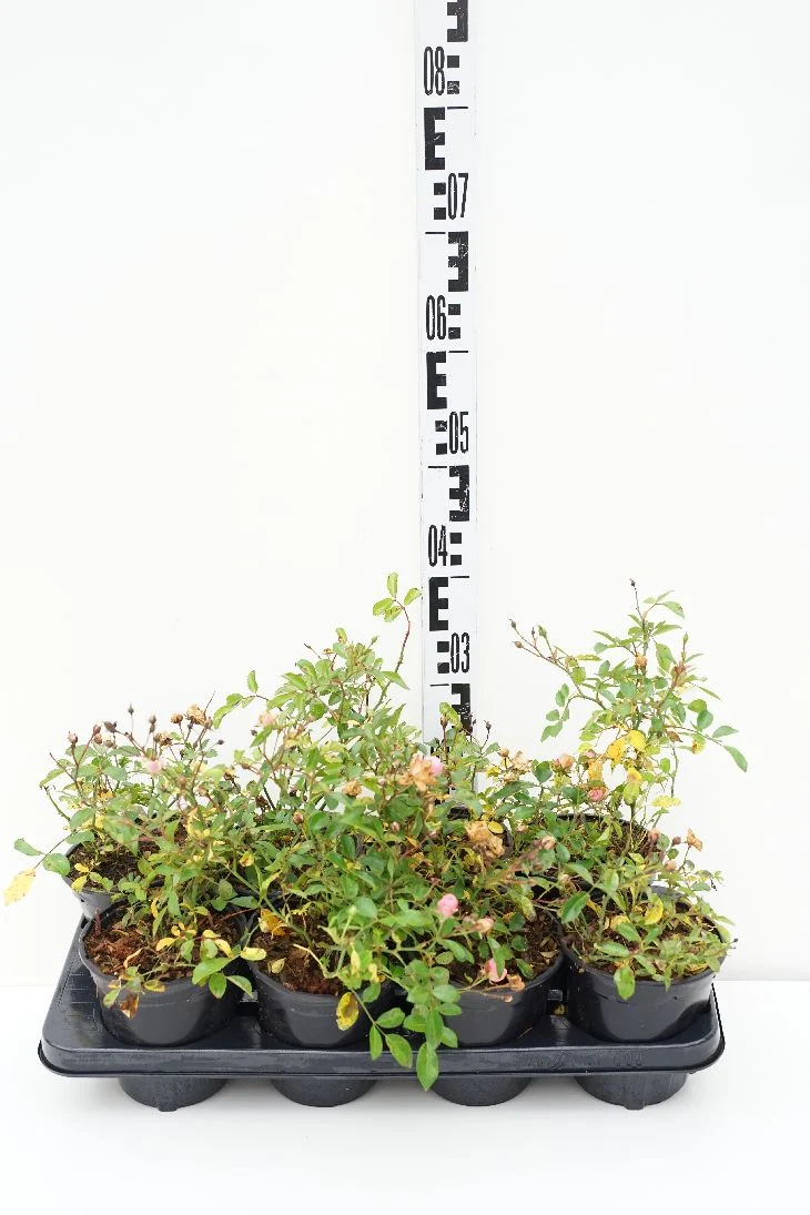 Rosa (P) 'The Fairy' C1 (1 liters kruka)