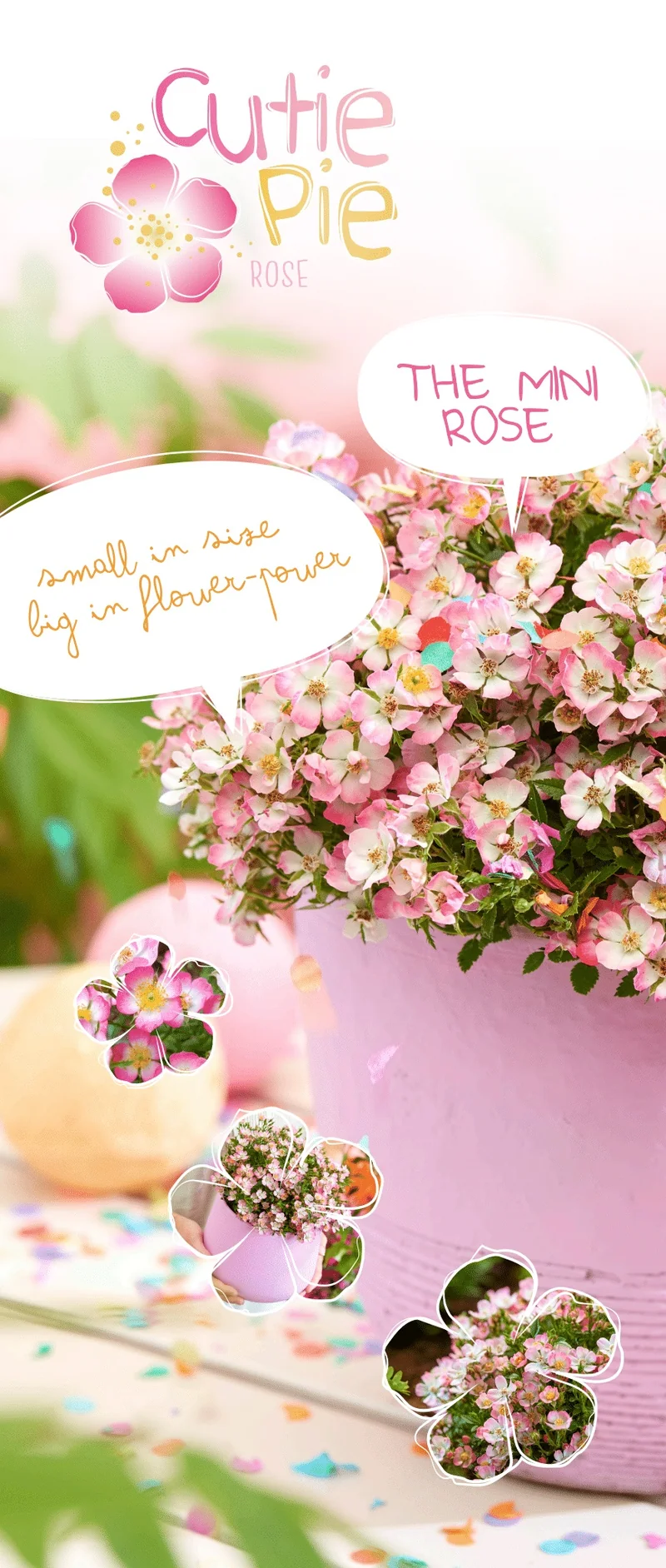 Rosa 'Cutie Pie'® C2 (2 liters kruka)