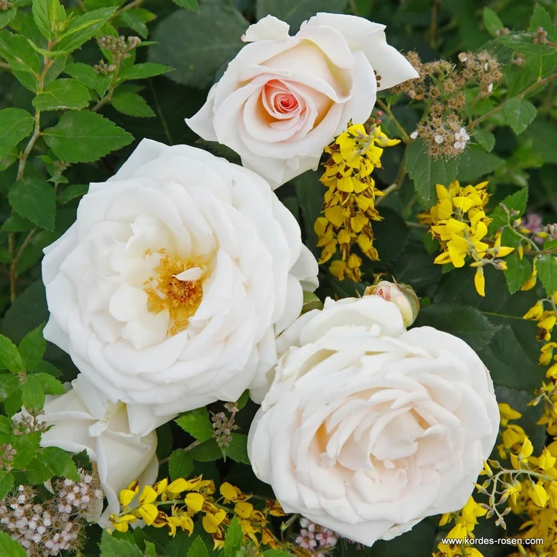 Rosa 'Gräfin Elke zu Rantzau' C3 (3 liters kruka)
