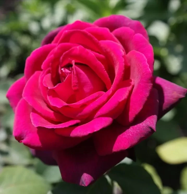 Rosa (F) 'Grafin Diana' - Stamros 90 cm - C7,5 (7,5 liters kruka)