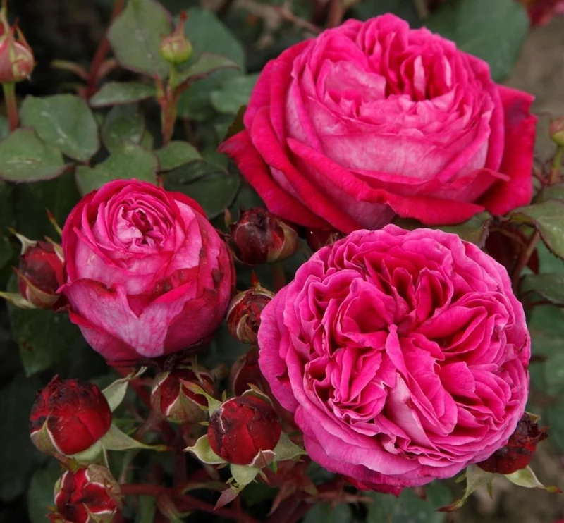 Rosa (F) 'Freifrau Caroline'® C5 (5 liters kruka)