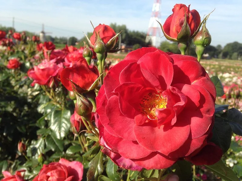 Rosa (F) 'Hot Chocolate' C3 (3 liters kruka)