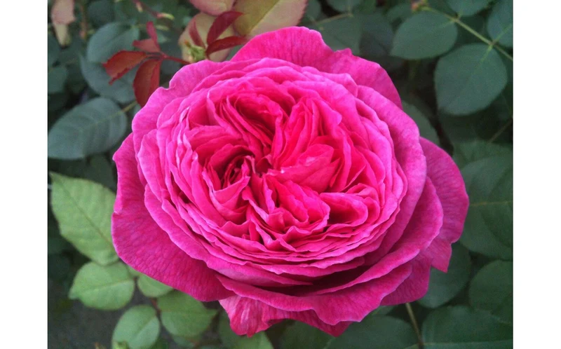 Rosa (F) 'Freifrau Caroline'® C3 (3 liters kruka)