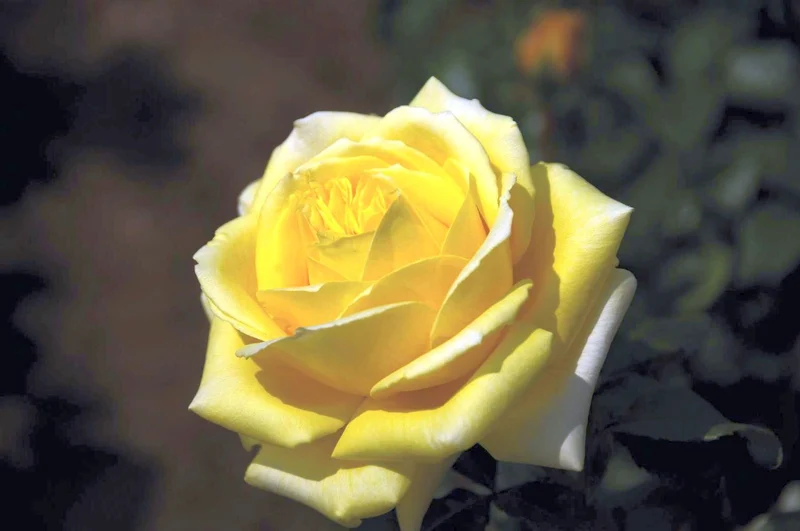 Rosa 'Diamonds Forever' C3 (3 liters kruka)