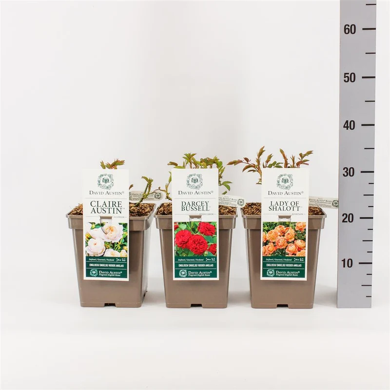 Rosa mix David Austin C5 (5 liters kruka / 23 cm kruka)