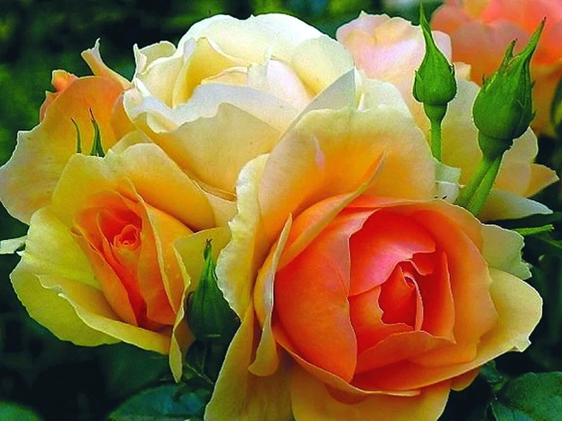 Rosa 'Hansestadt Rostock' - Stam 90 cm (barrotad)