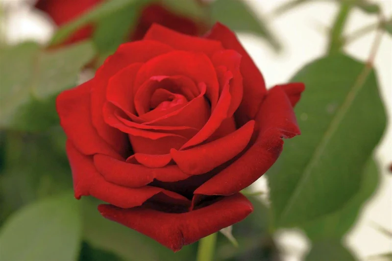 Rosa 'Ingrid Bergman' C5 (5 liters kruka)