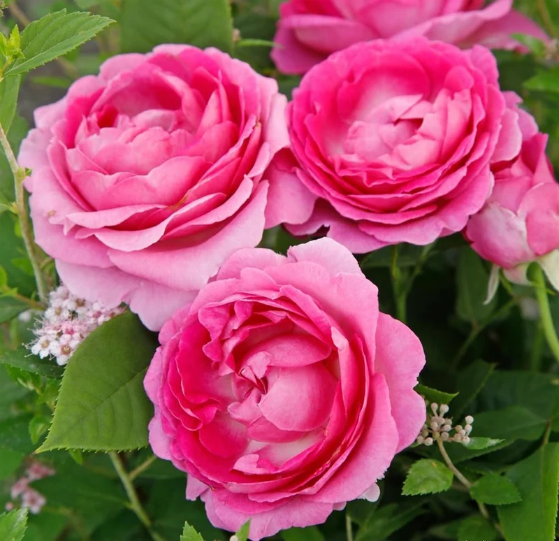 Rosa 'Fräulein Maria' C3 (3 liters kruka)
