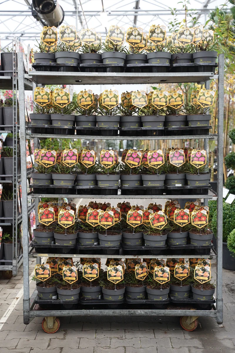 Rosa i sorter C2 (2 liters kruka) / 17 cm kruka