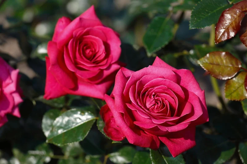 Rosa (T) 'Hot Lady'® C5 (5 liters kruka) 30-50 cm