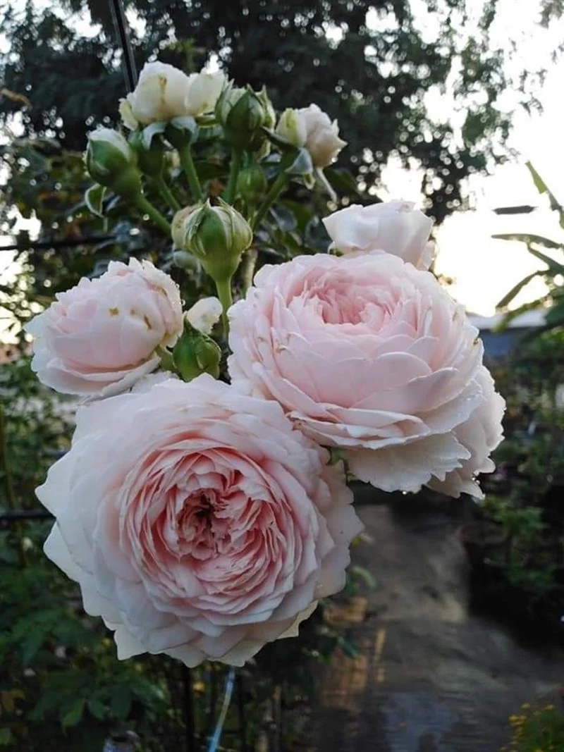 Rosa (F) 'Herzogin Christiana' C3 (3 liters kruka)