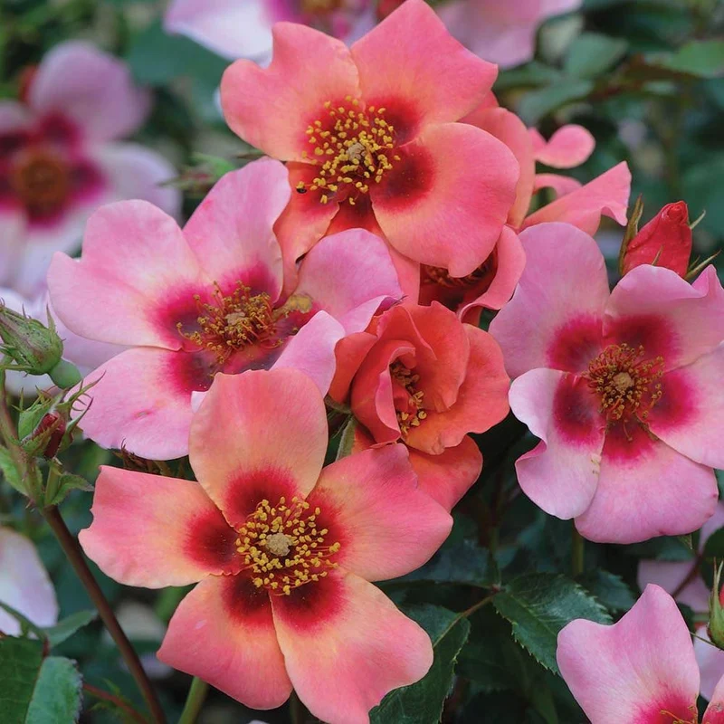 Rosa 'For your Eyes Only' 50 cm stam C5 (5 liters kruka)