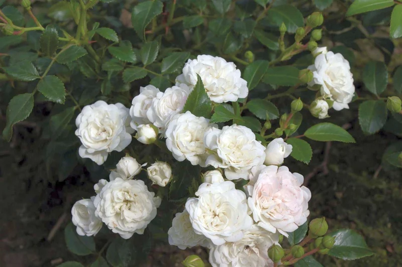 Rosa 'Fairy Queen' C1,5 (1,5 liters kruka)