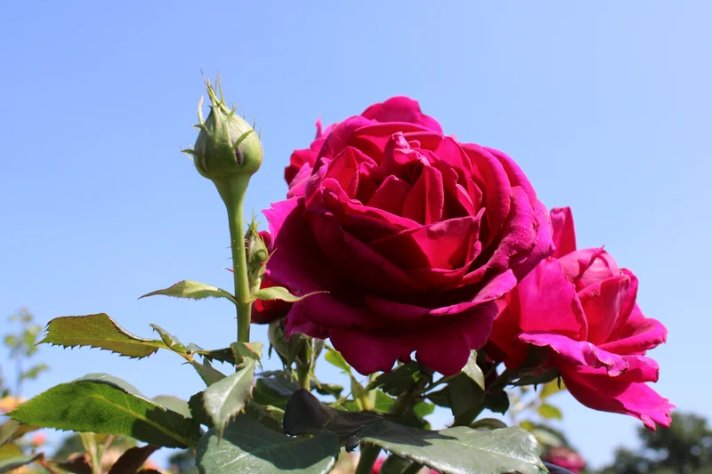 Rosa 'Für Elise'® stam 90 cm C7,5 (7,5 liters kruka)