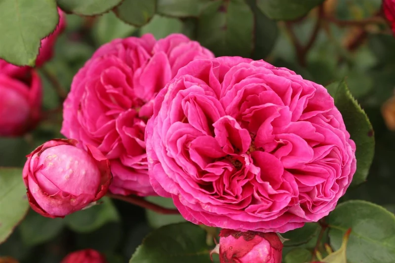 Rosa 'Freifrau Caroline'® 90 cm stam C7,5 (7,5 liters kruka)