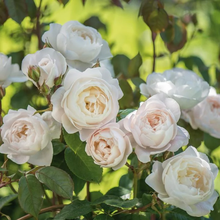 Rosa 'Desdemona' C5 (5 liters kruka) / 23 cm kruka