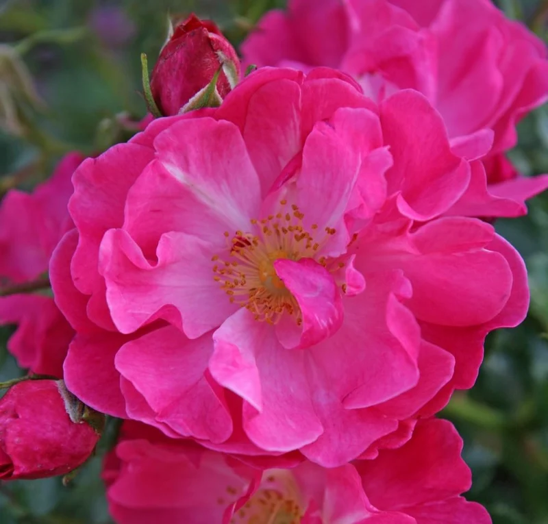 Rosa (M) Hotline C3 (3 liters kruka)