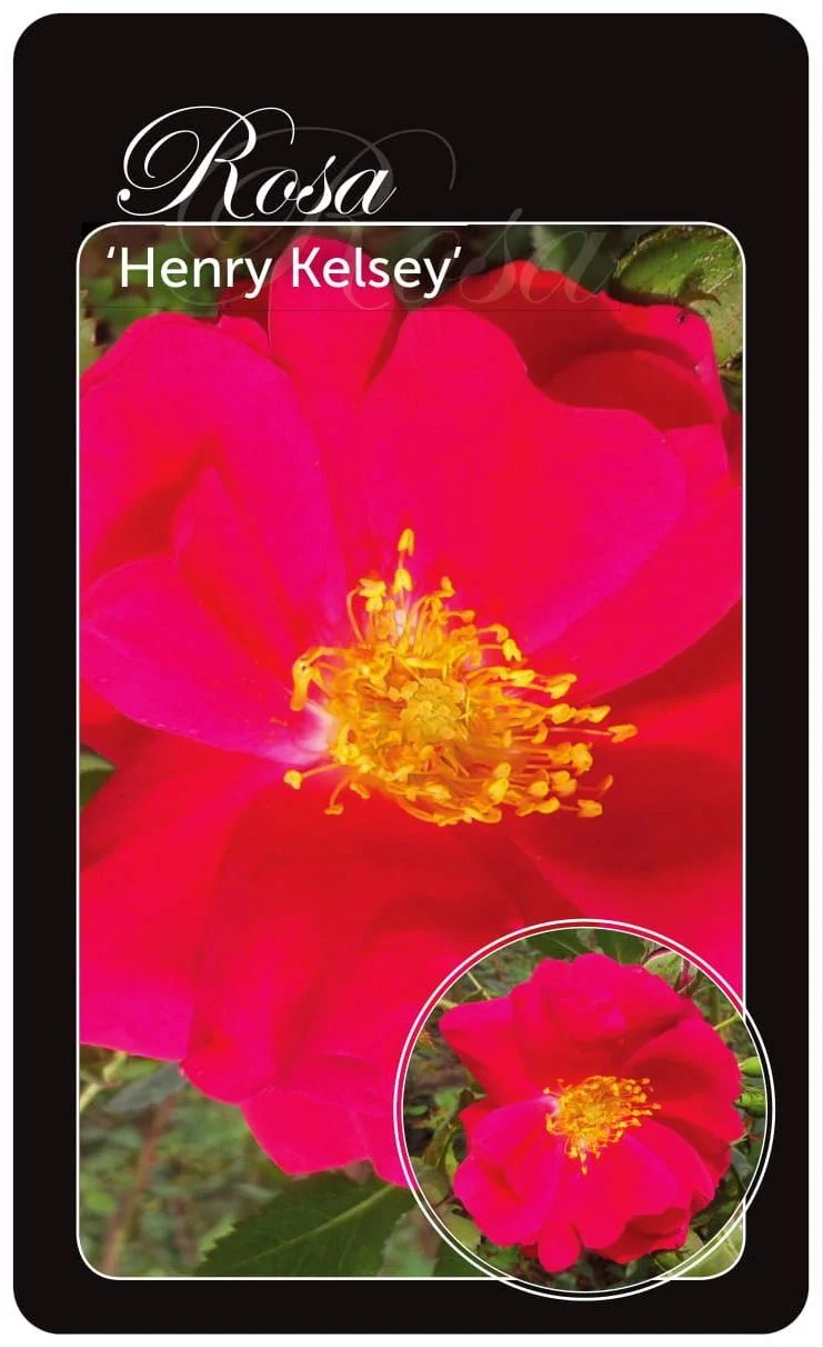 Rosa 'Henry Kelsey' A-kvalitet, barrotad