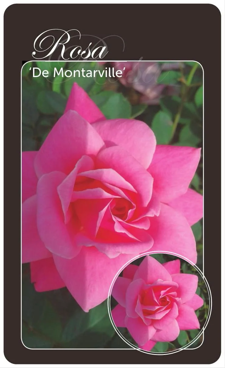 Rosa 'De Montarville' - Barrotad ros (A-kvalitet)