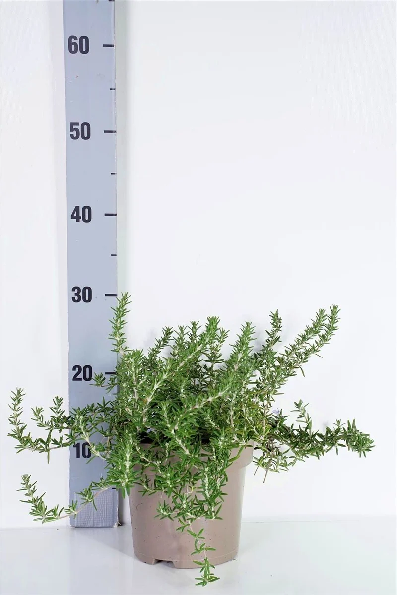 Rosmarinus officinalis 'Prostratus' C2 (2 liters kruka)