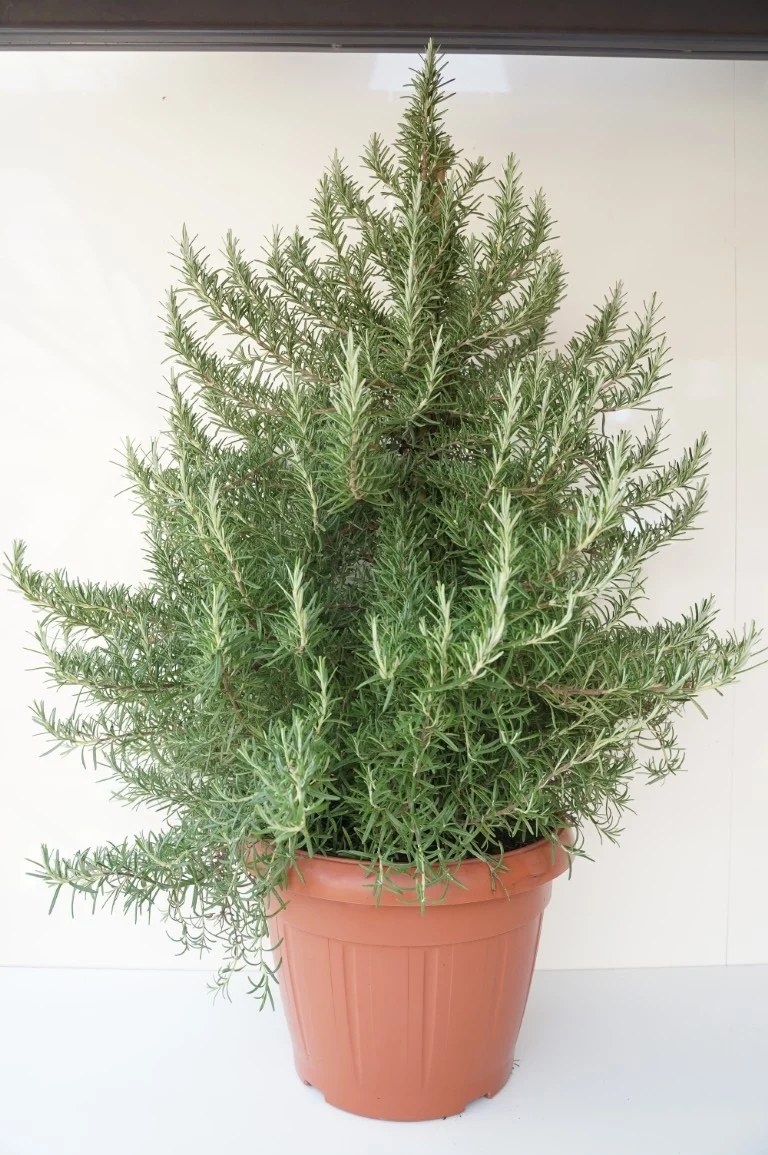 Rosmarinus off. 'Prostratus' 35 cm kruka Kon