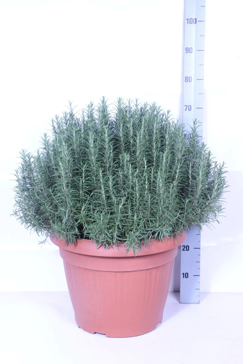 Rosmarinus officinalis 45 cm kruka (buske)
