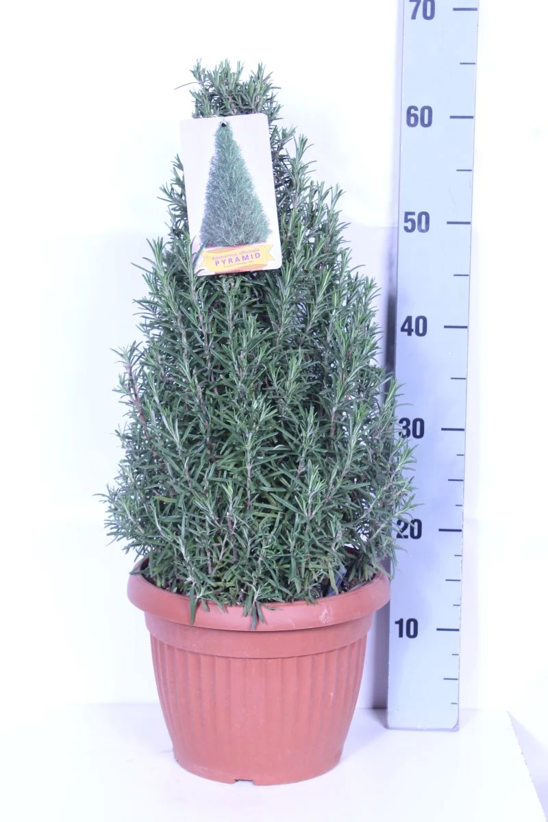 Rosmarinus officinalis C1,5 (1,5 liters kruka)