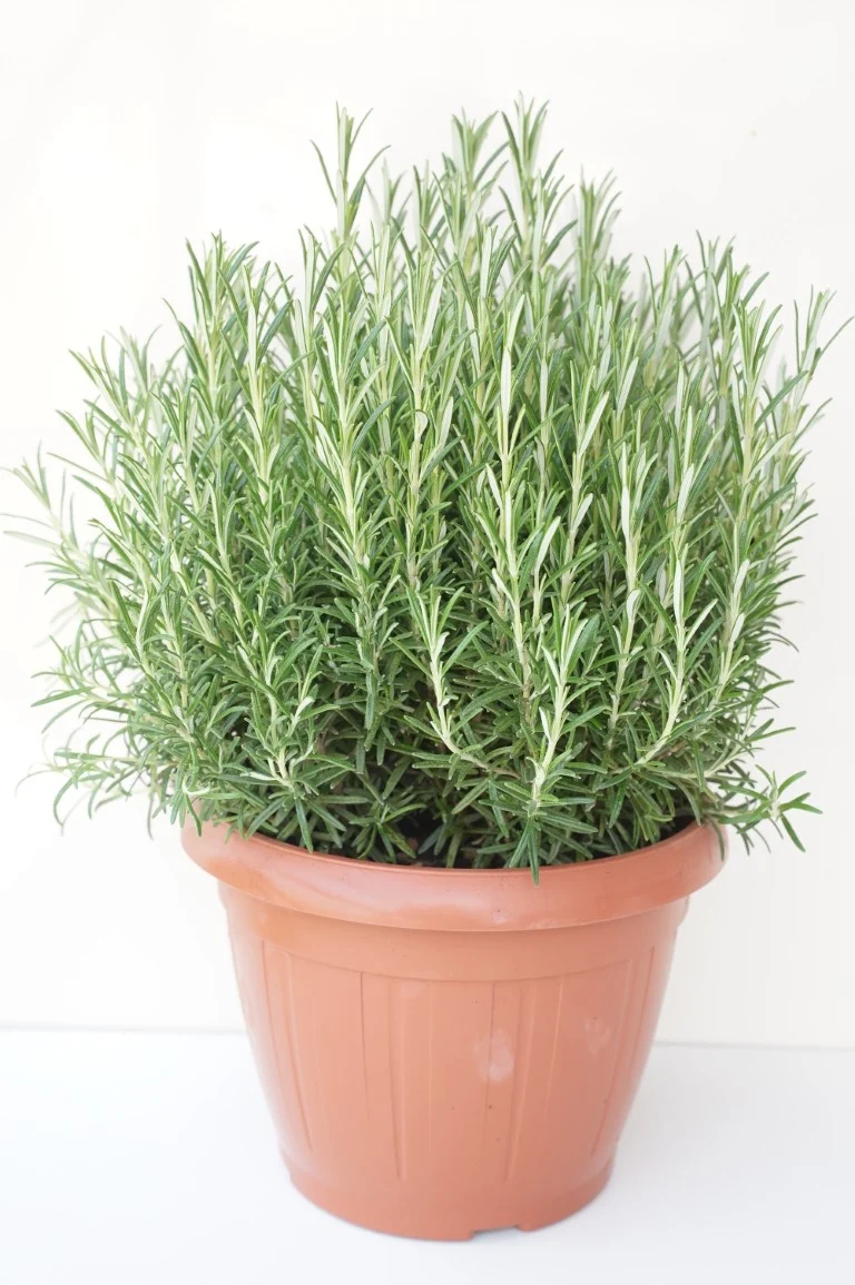 Rosmarinus officinalis C6 (6 liters kruka)