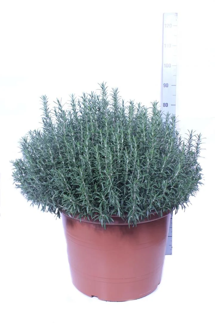 Rosmarinus officinalis - Rosmarin, buske (65 cm kruka)