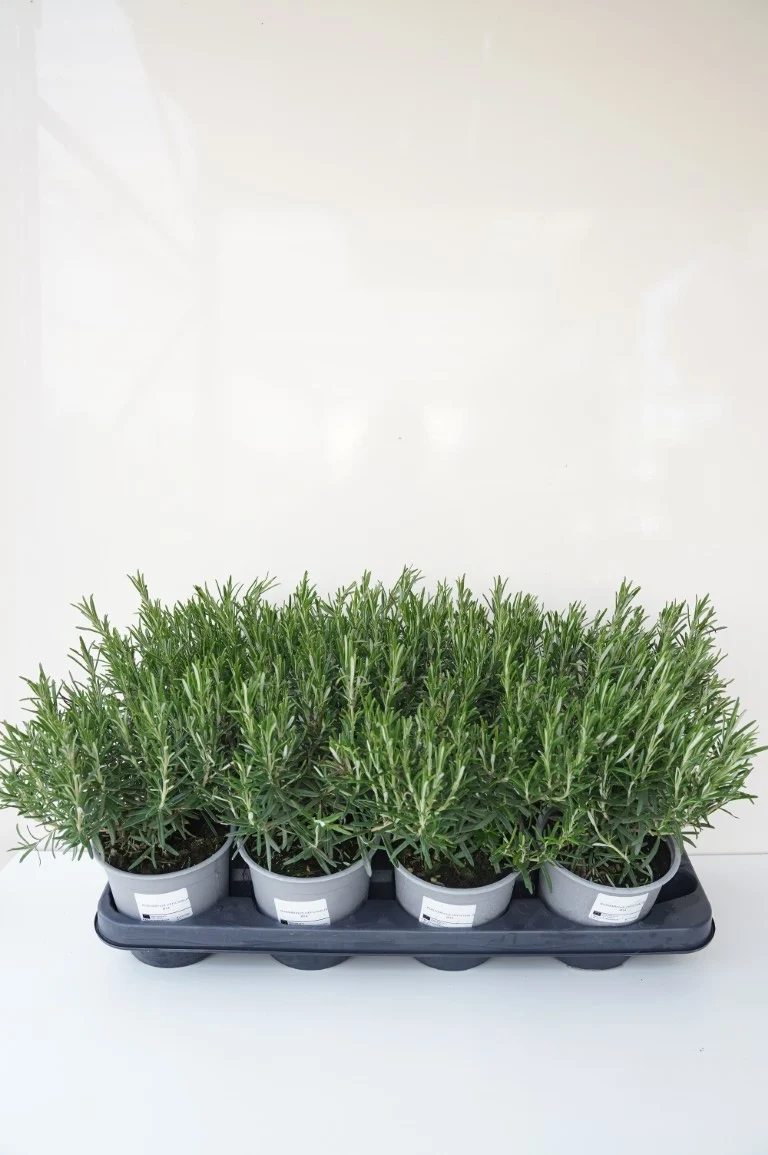 Rosmarinus officinalis C1,5 (1,5 liters kruka)
