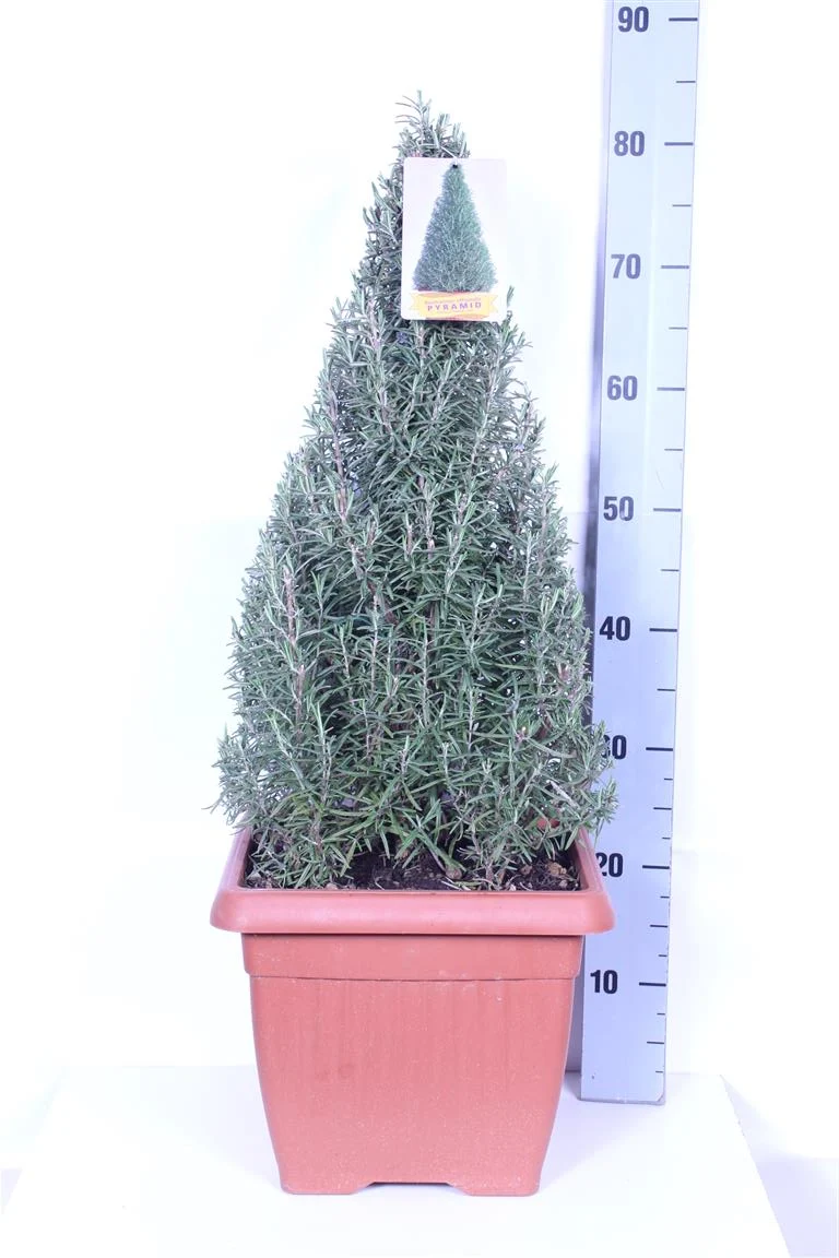 Rosmarinus officinalis - Konformad, 30 cm kruka